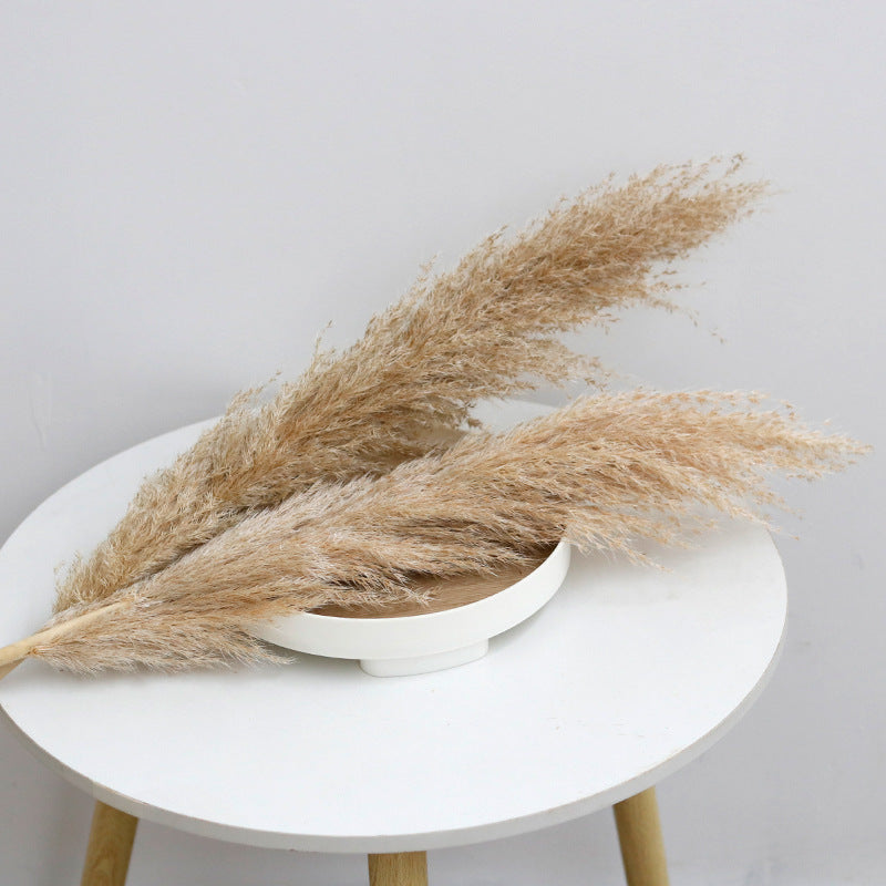 Bulk Dried Reed Flower Bouquet for Nordic Wedding Decor