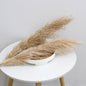 Bulk Dried Reed Flower Bouquet for Nordic Wedding Decor