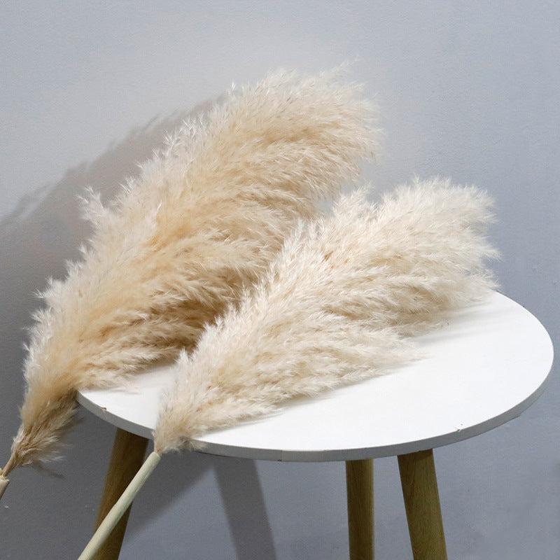 Bulk Dried Reed Flower Bouquet for Nordic Wedding Decor