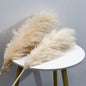 Bulk Dried Reed Flower Bouquet for Nordic Wedding Decor
